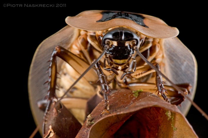 A large, shield-like pronotum protects the head and front legs of the giant blattodean (Blaberus giganteus) from Guyana.