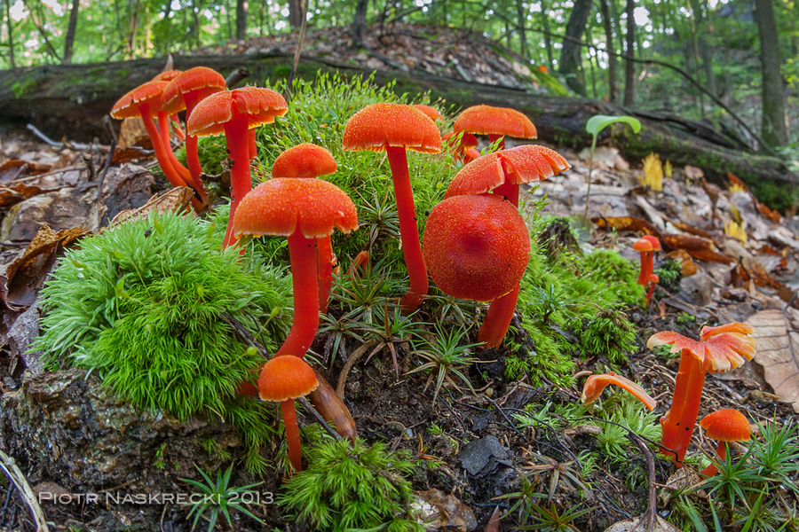 A cluster of mushrooms (possibly Hygrocybe sp.) in a New England forest. [Canon 1D MkII, Sigma 15mm, ambient light]