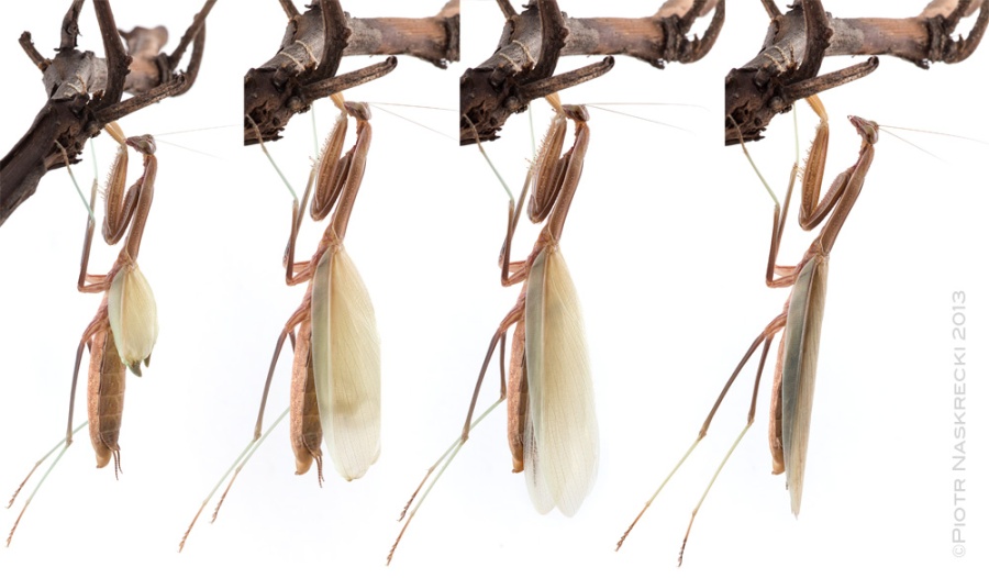 A female Chinese mantis expanding her wings after the final (imaginal) molt.