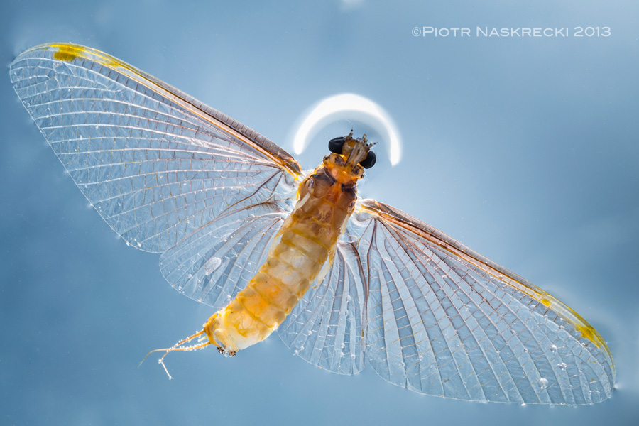 Once an adult male burrowing mayfly lands on the the surface of the water it dies within a few minutes. (The angel-like halo around this insect's head is a reflection of my flash, which normally I would not tolerate, but in this case it seems appropriate.)