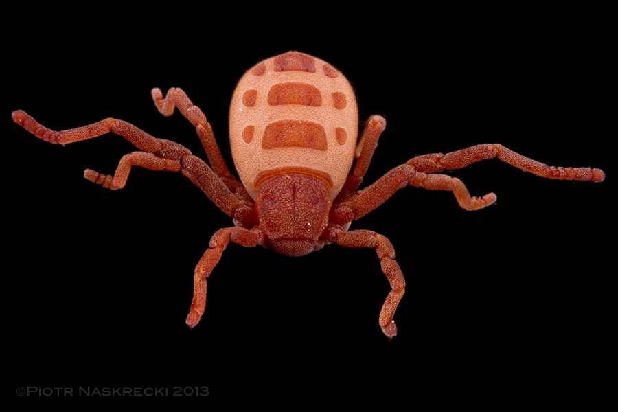 In addition to my work on insects, I have occasionally dabbled in arachnids. The Atewa dinospider (Ricinoides atewa Naskrecki, 2008) was an exciting discovery I made in SE Ghana.