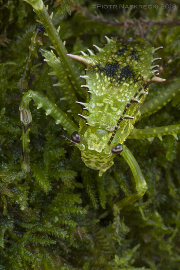 A nymph of Sasima versteegi is a perfect mimic of mossy vegetation of the humid, lowland rainforest on New Guinea.