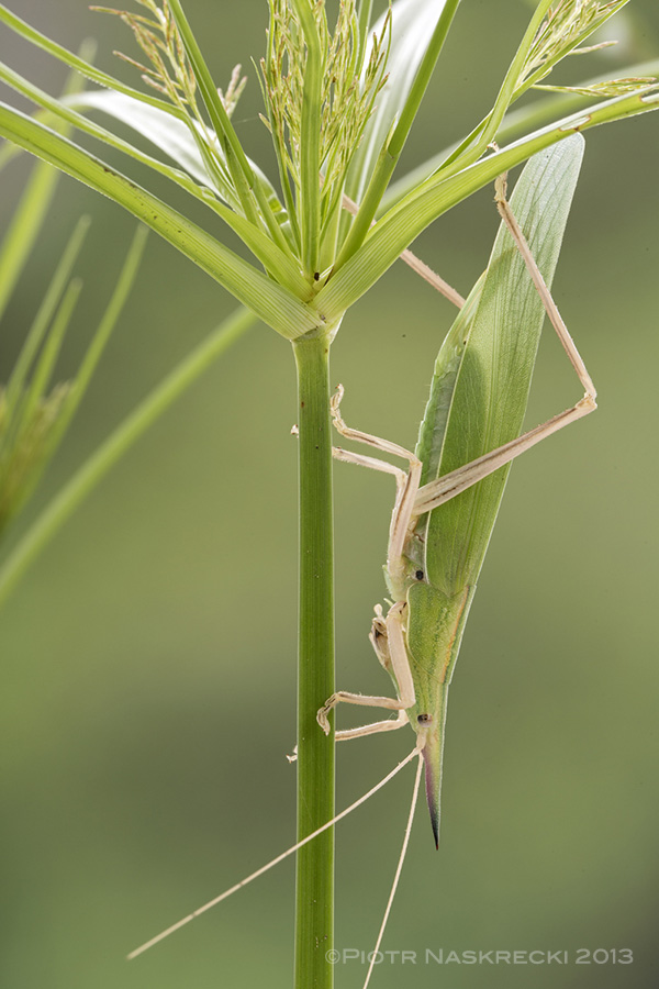 The body of the Conehead katydid Pseudorhynchus pungens looks just like a blade of grass and few predators can spot them.