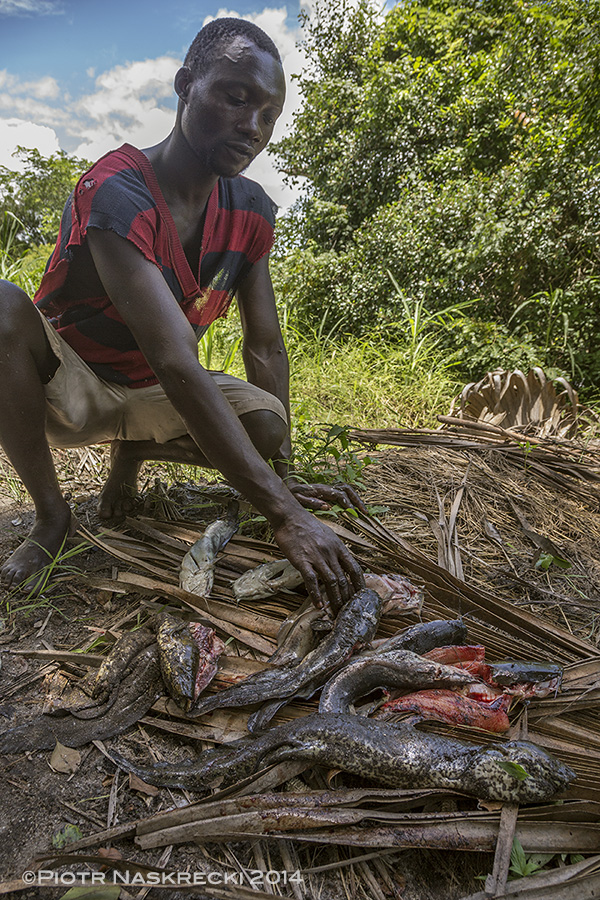 A fishermen from Dingue Dingue and his catch. The first animal is the African lungfish (Protopterus annectens).