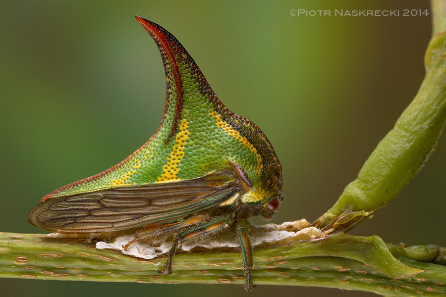 Treehoppers are excellent parents – this female Thorn treehopper (Umbonia sp.) is shielding her eggs with her body; if necessary she can also use her powerful legs to kick potential predators.