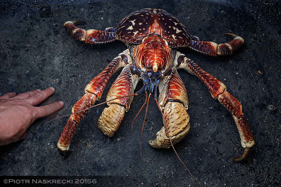 Mozambique Diary: Coconut crabs of Vamizi